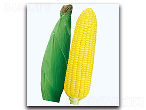 華威甜2號玉米-甜玉米種子-現(xiàn)代金穗