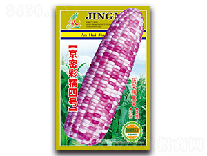 亰密彩糯四號(hào)-糯玉米種子-京密種業(yè)