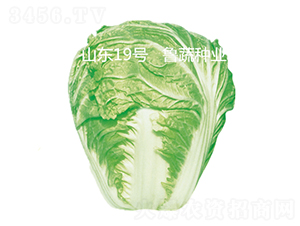 山東19號(hào)-白菜種子-魯蔬種業(yè)