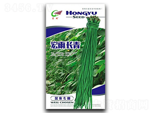 宏雨長(zhǎng)青-豇豆種子-宏雨