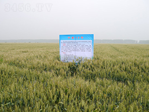 寧麥13號(hào)-小麥種子-中禾種業(yè)