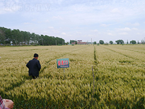 揚麥23-小麥種子-中禾種業(yè)