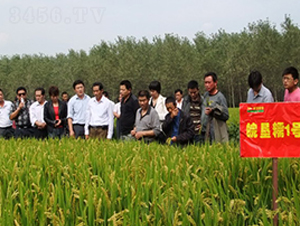 皖墾糯1號-水稻種子-中禾種業(yè)