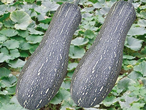 金密本南瓜-南瓜種子-中創(chuàng)智豐