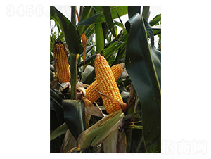 LY23-玉米種子-魯研農(nóng)業(yè)