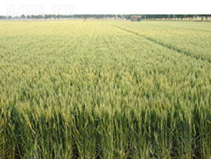 濟麥22-小麥種子-魯研農(nóng)業(yè)