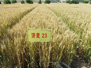 濟(jì)麥23-小麥種子-魯研農(nóng)業(yè)