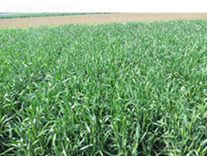 濟(jì)麥262-小麥種子-魯研農(nóng)業(yè)