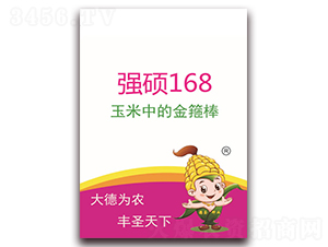 強(qiáng)碩168-玉米種子-德圣種業(yè)