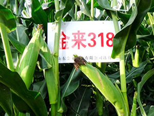 金來(lái)318-玉米種子-金來(lái)種業(yè)