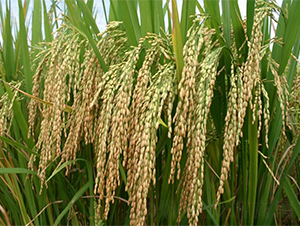 岡優(yōu)140-水稻種子-西科農(nóng)業(yè)