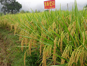黔兩優(yōu)58-水稻種子-西科農(nóng)業(yè)