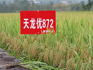 天龍優(yōu)872-水稻種子-西科農(nóng)業(yè)