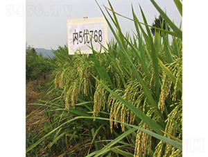 內(nèi)5優(yōu)768-水稻種子-西科農(nóng)業(yè)