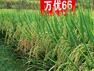 萬(wàn)優(yōu)66-水稻種子-西科農(nóng)業(yè)