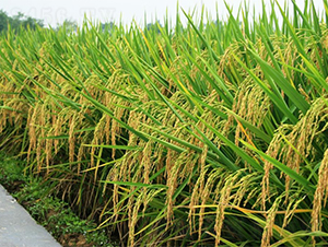 天龍兩優(yōu)140-水稻種子-西科農(nóng)業(yè)