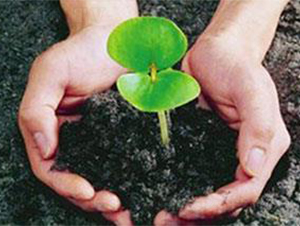 瓜果有機(jī)肥-蒙厚