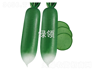 碧玉青-蘿卜種子-綠領(lǐng)種業(yè)