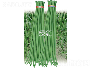 艾美特-豆角種子-綠領種業(yè)