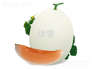 L-1551-甜瓜種子-綠領種業(yè)