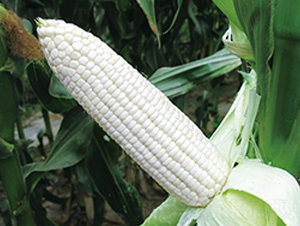 ��Ŵ628-��Ŵ���׷N��-���r(n��ng)��