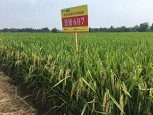 荃優(yōu)607-水稻種子-高科種業(yè)