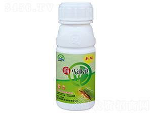 薊馬專用生物溶劑-薊馬速溶-強(qiáng)農(nóng)生物