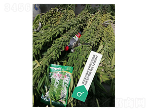 ����֥һ̖֥��N�ӌ����D