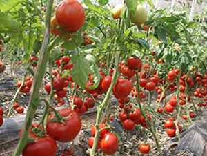 ����6-���ӷ��ѷN��-�r(n��ng)֮��