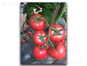 ����T707-���ӷ��ѷN��-�r(n��ng)֮��