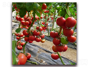 ��TV���t�N��-�r(n��ng)֮��