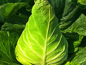 ţ�-���{�N��-�н��N�I(y��)