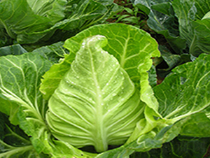 ����-���{�N��-�н��N�I(y��)