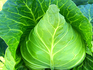 ���S009-���{�N��-�н��N�I(y��)