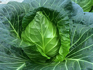 ����-���{�N��-�н��N�I(y��)