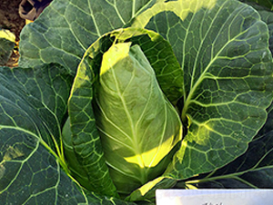 17401���£�-���{�N��-�н��N�I(y��)