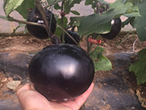 �A���ӷN��-�A�~�N�I(y��)