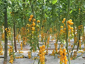 �Sɫ���ҷ���-���ѷN��-�A�~�N�I(y��)