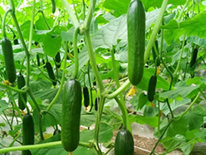 �o��ˮ��С�S��-�S�ϷN��-�A�~�N�I(y��)