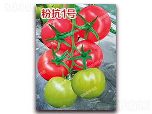 粉抗1號-粉果番茄種子-南澳綠亨