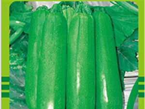 奧鹿八號-黃瓜種子-中升農(nóng)業(yè)