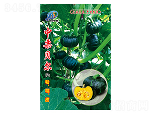 中栗貝爾-南瓜種子-中升農(nóng)業(yè)