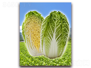 ����-��ײ˷N��-���r(n��ng)���v