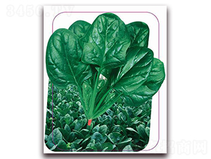 �����g�v-���˷N��-����(y��u)�r(n��ng)�I(y��)