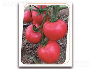 ���з���̖-���ѷN��-����(y��u)�r(n��ng)�I(y��)