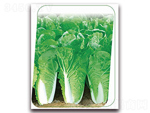 ���v6̖-�~�˷N��-����(y��u)�r(n��ng)�I(y��)