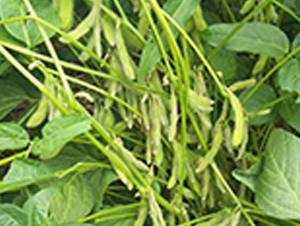 �ƶ�2̖(h��o)-�󶹷N��-�A��