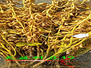 ����ƶ�19-�󶹷N��-�A��