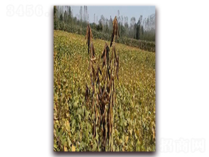 �ʶ�18-�󶹷N��-��Դ�N�I(y��)