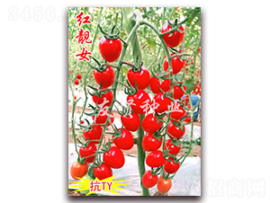 �t�nŮ-��TY��������С���ѷN��-���t�N�I(y��)